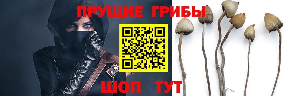 Псилоцибиновые грибы Psilocybine cubensis  Псилоцибиновые грибы MAGIC MUSHROOMS  Вязьма  Вход с VPN 
